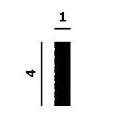 Молдинг под покраску Перфект Плюс P230 2000×40×10