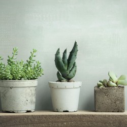 Обои Marburg Fresh Up 88997 10,05×0,53