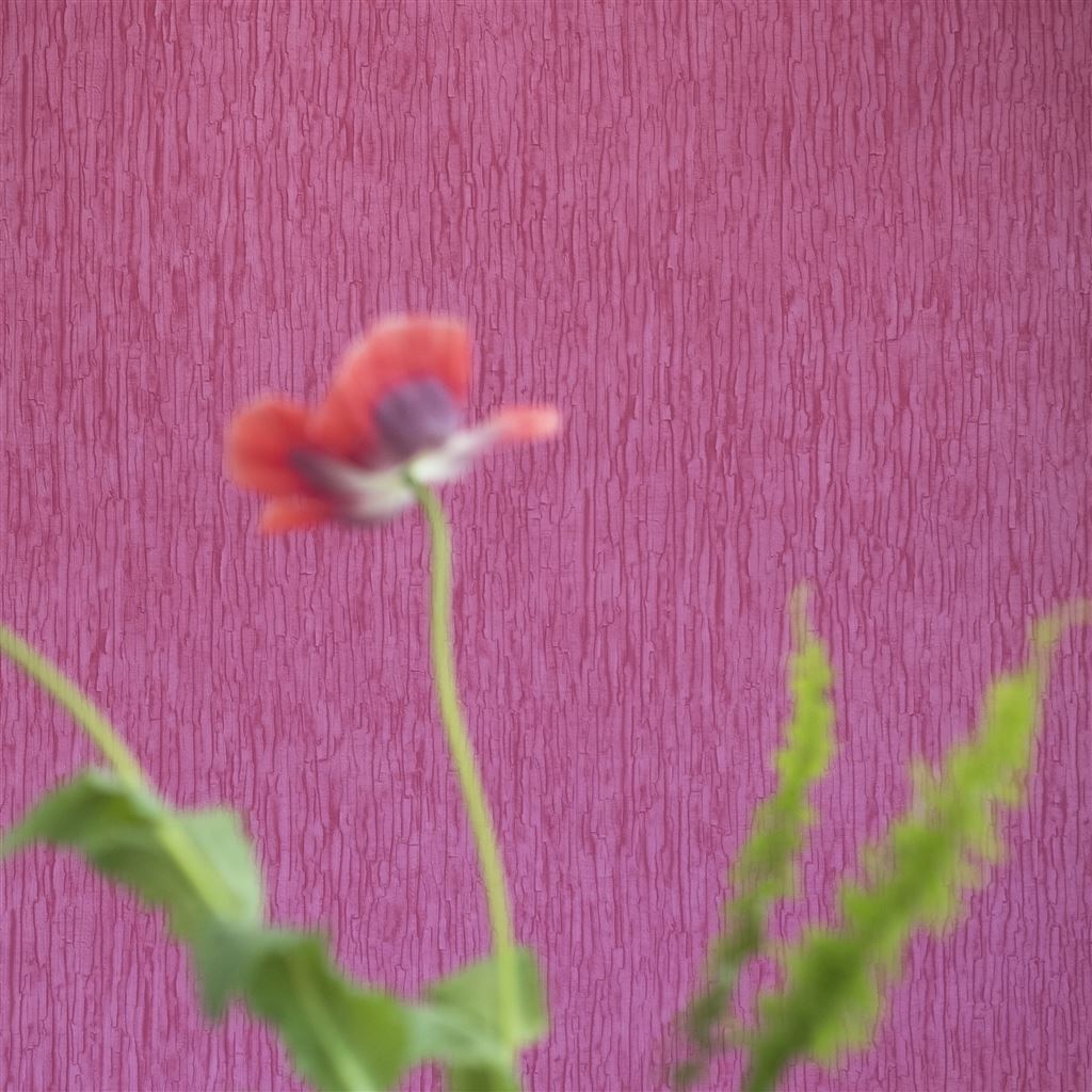 Обои Designers Guild Casablanca Sashiko Fuchsia PDG1040/10 фото в интерьере