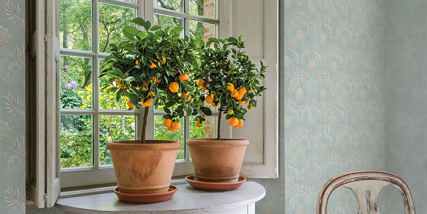 Обои Loymina Tondo Td2 006 фото в интерьере