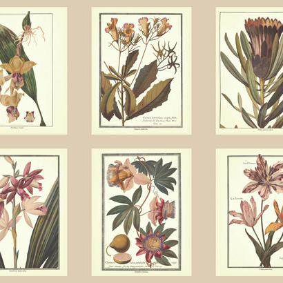 Обои Ashford House Toiles II AF1933