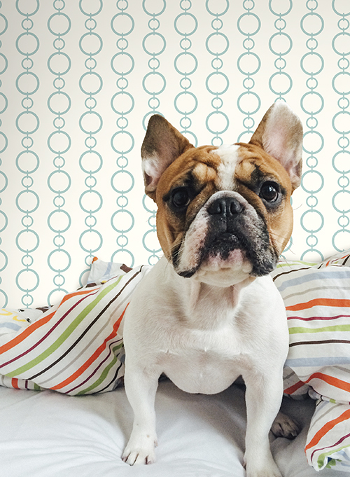 Обои Waverly Stripes SV2741 фото в интерьере