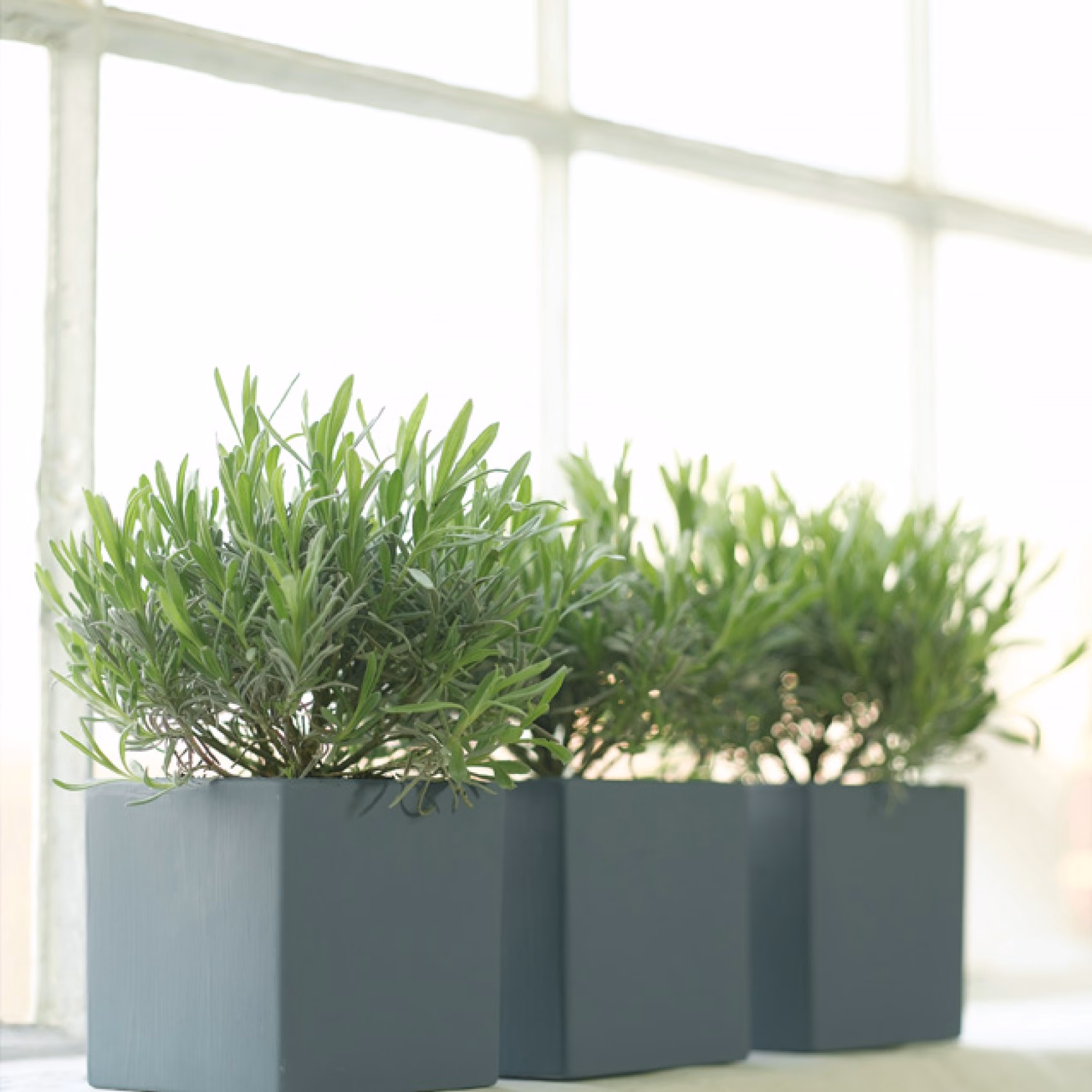 Краска Little Greene цвет Juniper Ash 115 Absolute Matt 0,25 л