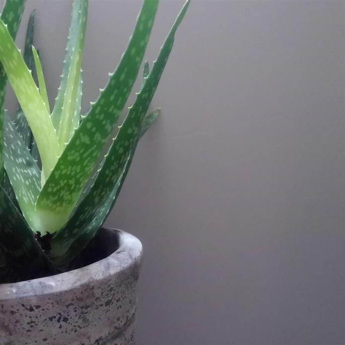 Краска Farrow & Ball цвет Peignoir 286 Full Gloss 2,5 л фото в интерьере