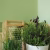 Краска Little Greene цвет Pea Green 91 Intelligent Masonry 5 л