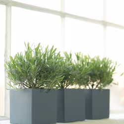 Краска Little Greene цвет Juniper Ash 115
