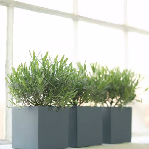 Краска Little Greene цвет Juniper Ash 115 Absolute Matt 0,25 л