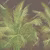 Панно Affresco Wallpaper Part 1 Tropical Branches AF950-COL4 2x2,68 м