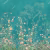 Панно Affresco Wallpaper Part 2 Rosarium AF955-COL5 2x2,01 м