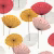 Обои Sanderson One Sixty Dandelion Clocks Coral 217030
