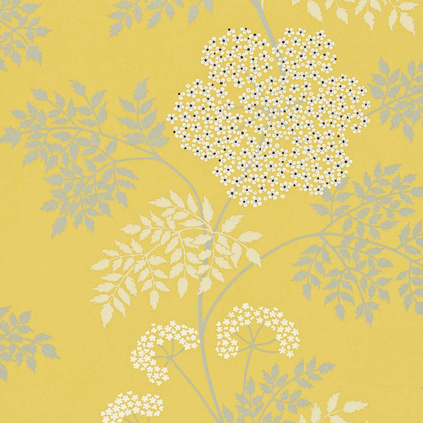 Обои Sanderson One Sixty Cowparsley Chinese Yellow DOPWCO105
