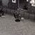 Кварцвиниловая плитка Alpine Floor клеевая Parquet LVT Венге Грей ECO 16-8 венгерская елка 590×118×2,5 фото в интерьере