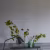 Обои Designers Guild Tulipa Stellata Pavonazzo Birch PDG1031/02 фото в интерьере