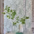 Обои Designers Guild Mandora Emilie PDG1050/02 фото в интерьере