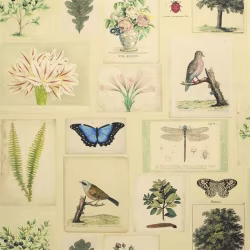 Обои John Derian Picture Book Flora And Fauna PJD6001/01