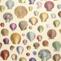 Обои John Derian Picture Book Captain Thomas Browns Shells PJD6000/01