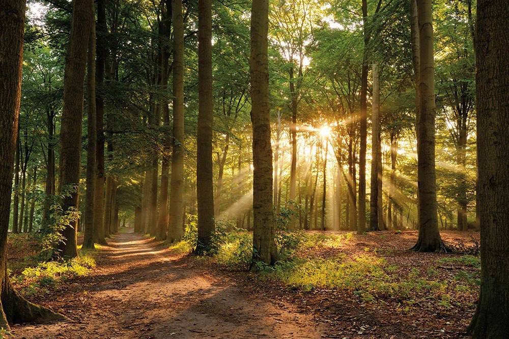 Фреска Ortograf ECO Бархат FX индивидуальное изображение 1