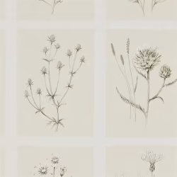 Обои Sanderson Embleton Bay Little Thistles 216511