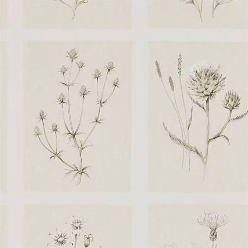 Обои Sanderson Embleton Bay Little Thistles 216511