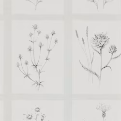 Обои Sanderson Embleton Bay Little Thistles 216512