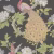 Обои Little Greene National Trust Papers Pavona - Maeve 0245PAMAEVE