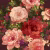 Панно Loymina Classic vol. II French bouquet V9 004 B3 3х2 м