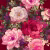 Панно Loymina Classic vol. II French bouquet V9 020 B3 3х2 м