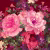Панно Loymina Classic vol. II French bouquet V9 020 B4 1.8х2.5 м