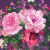 Панно Loymina Classic vol. II French bouquet V9 022 B4 1.8х2.5 м
