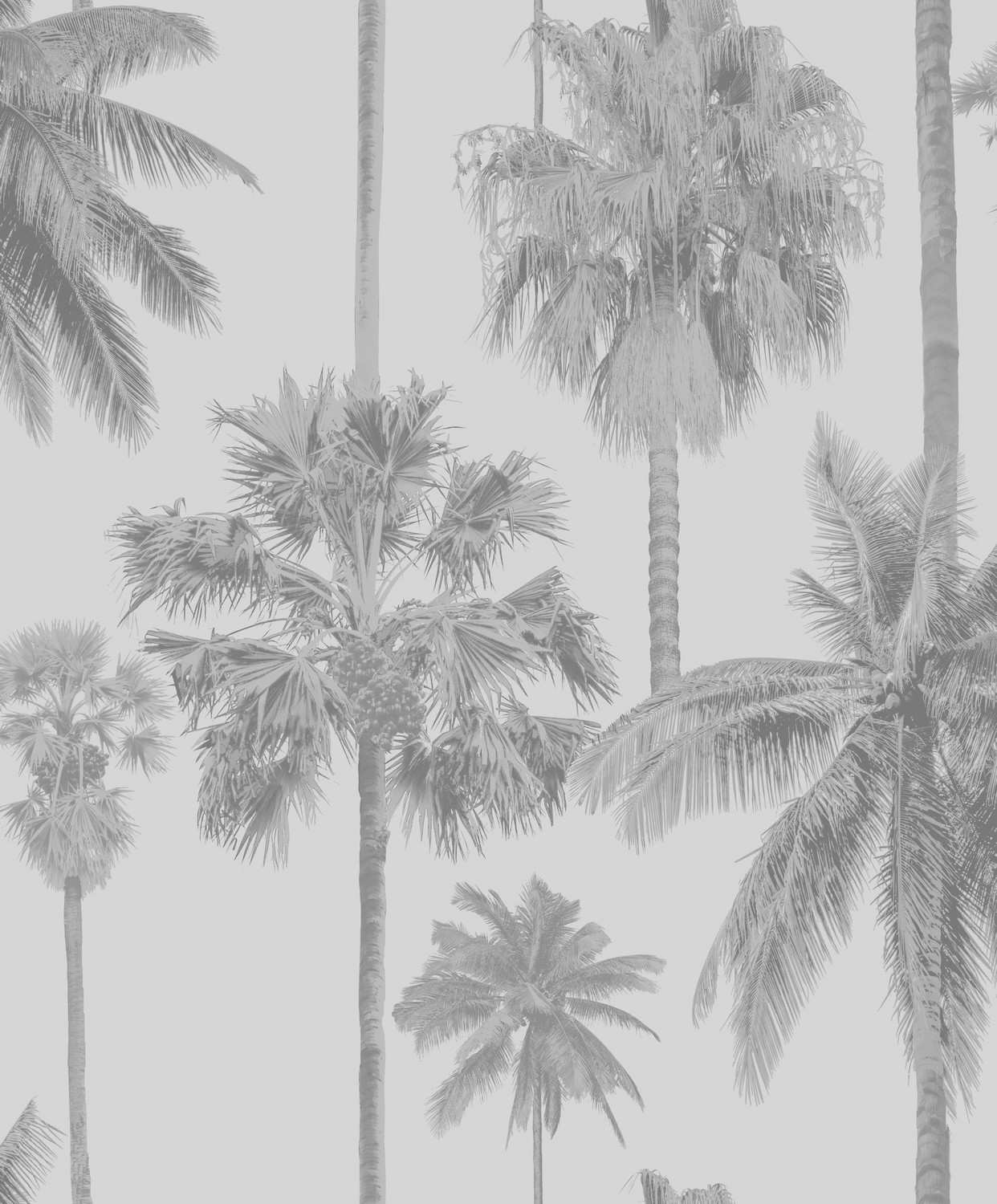 Обои Architector Malibu Coconut palms ML01415